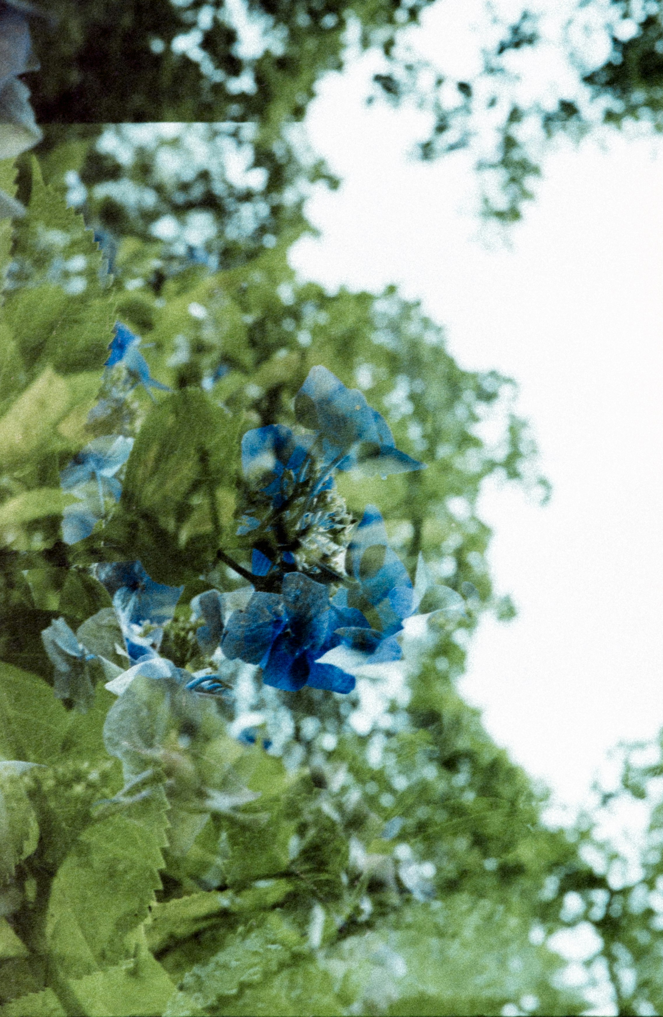 blue and white flower petals